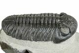 Prone Pedinopariops Trilobite - Mrakib, Morocco #287682-2